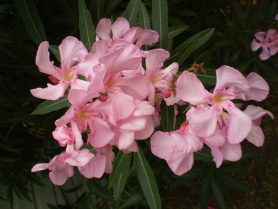 Oleander flowers were the first to bloom